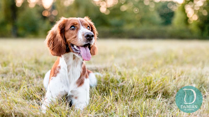  Osteopatía canina